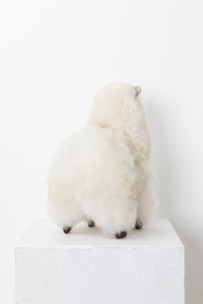 Cream colored Toy Alpaca