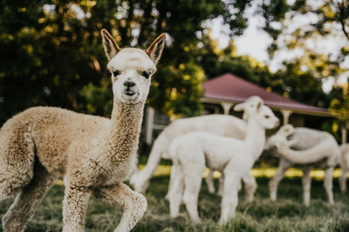 baby alpaca looking at the camera