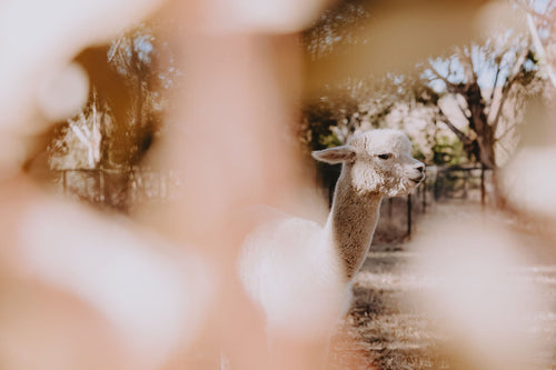 An artistic photo looking through some gum leaves towards an alpaca